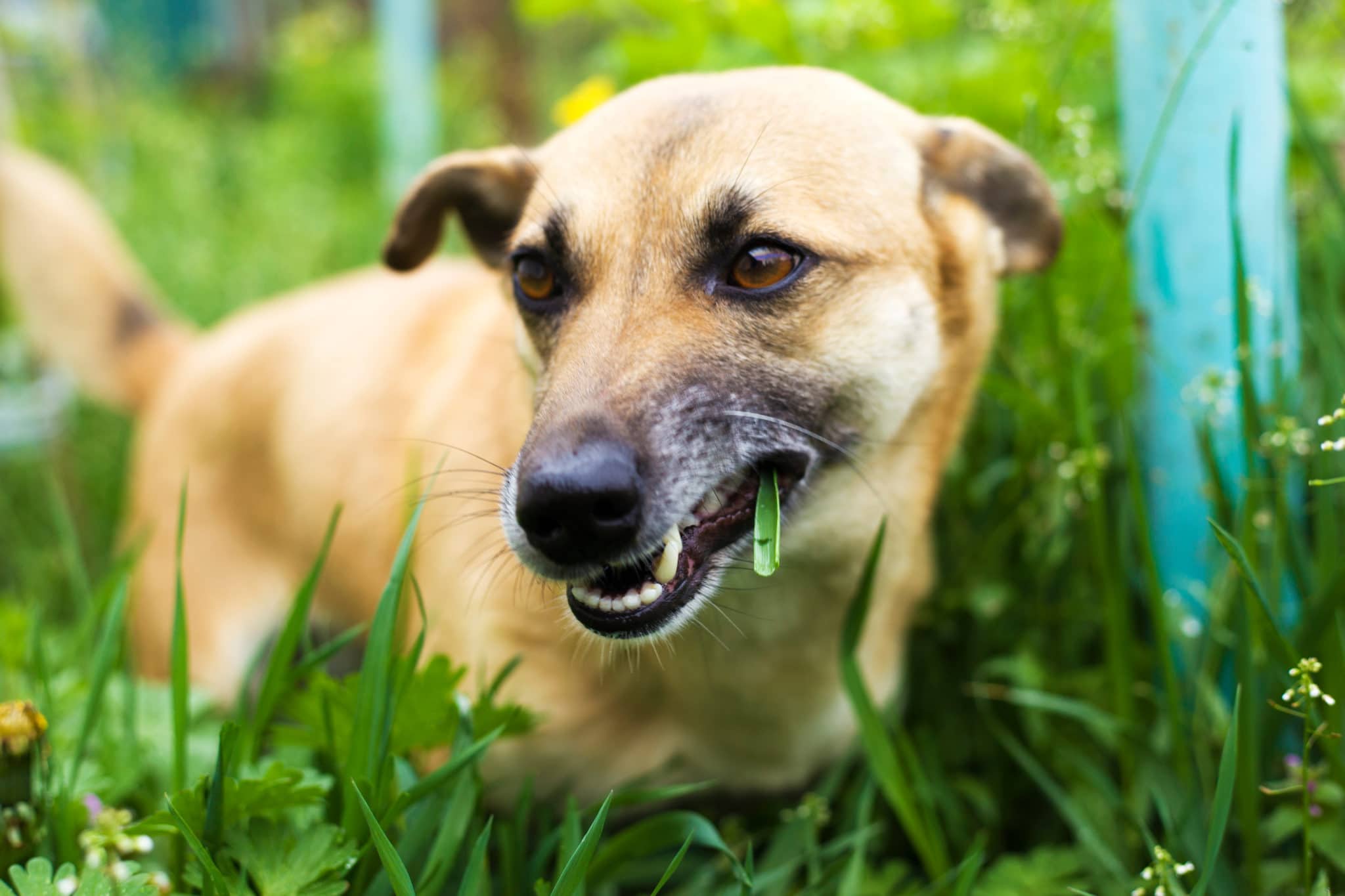 dog chewing on grass