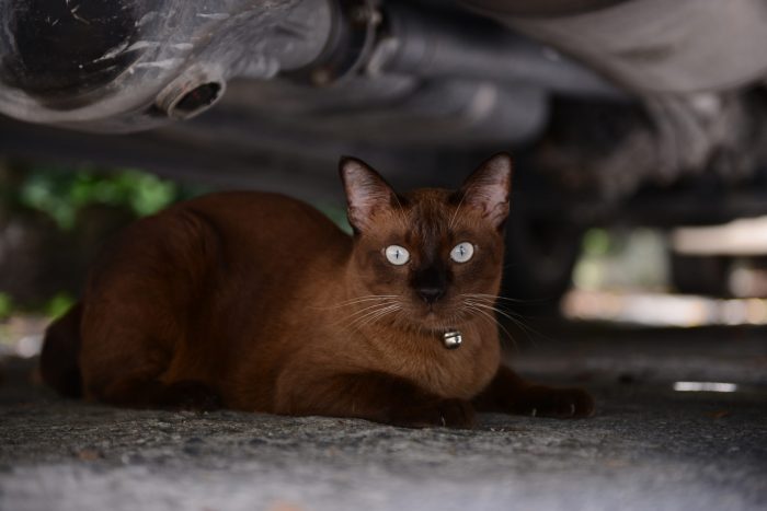 brown cat with bright eyes hiding under a car