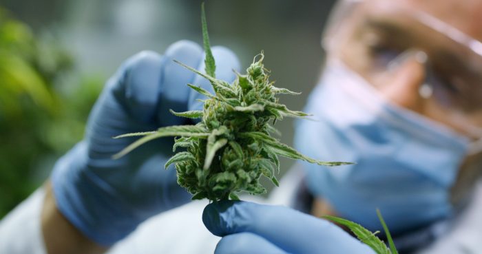 scientist in white lab coat and gloves looking at marijuana plant