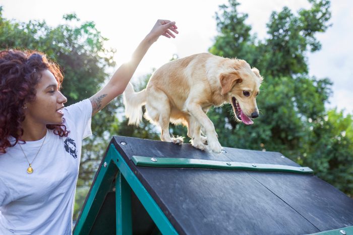 a girl in a white shirt guides a golden retriever dog through an obstacle course