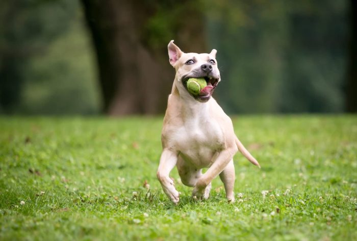 dog running happily with ball in mouth