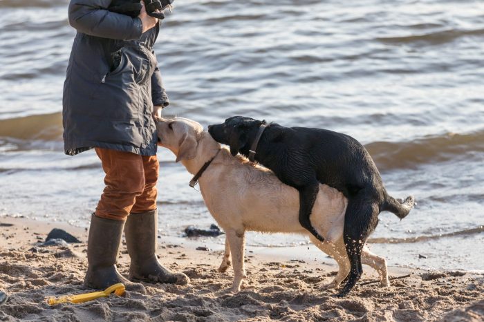 black dog humping white dog at the beach with owner