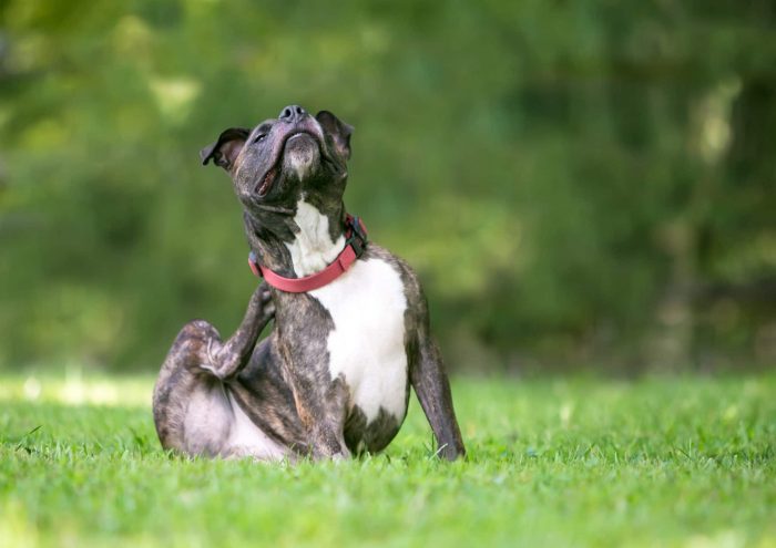 a dog scratching itself in the grass