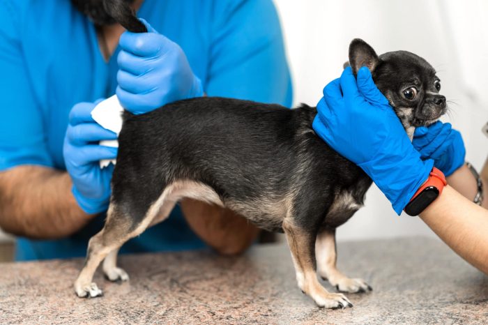 chihuahua dog having her anal glands expressed by veterinarian