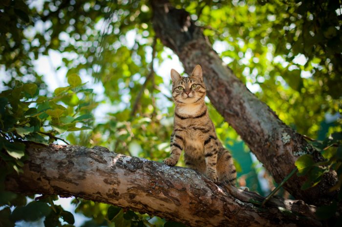 cat looking out from in a tree