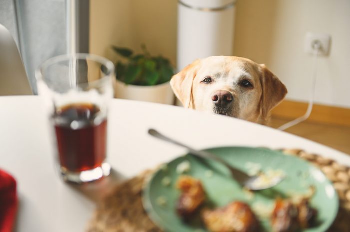 dog staring at plate of food