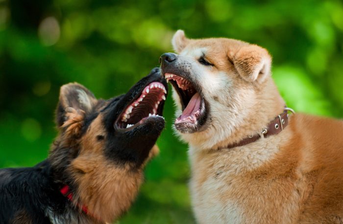 two dogs fighting with mouths open