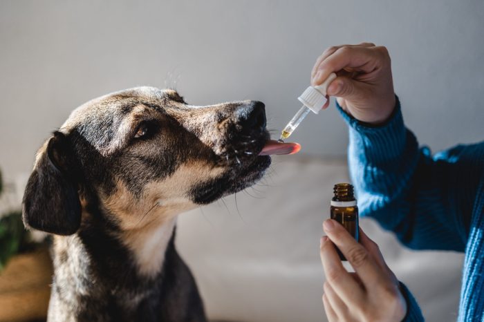 dog taking CBD oil from man in blue sweater