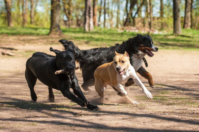 three dogs running in the dirt