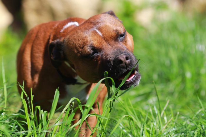 red pit bull dog chewing grass