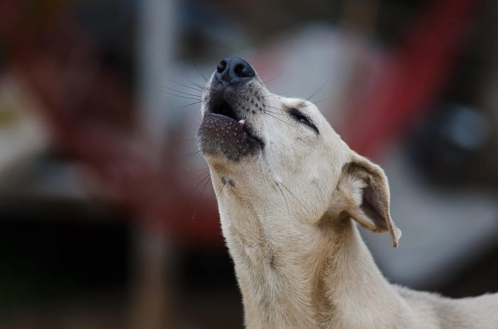 white dog howling