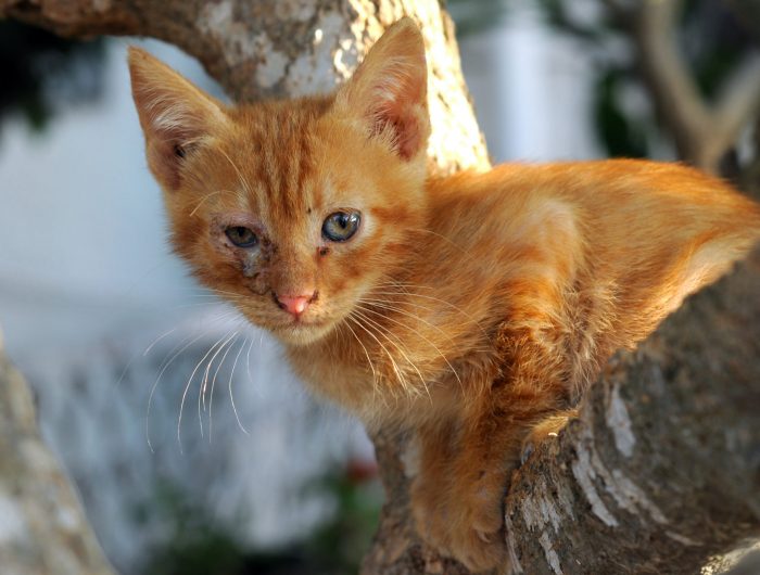 sick orange cat with discharge from eyes