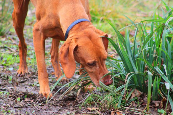 red dog sniffing grass