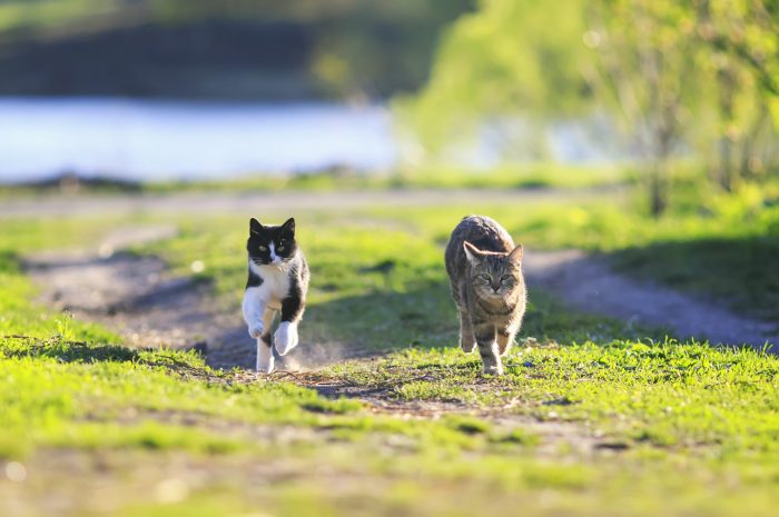 two cats running in a field