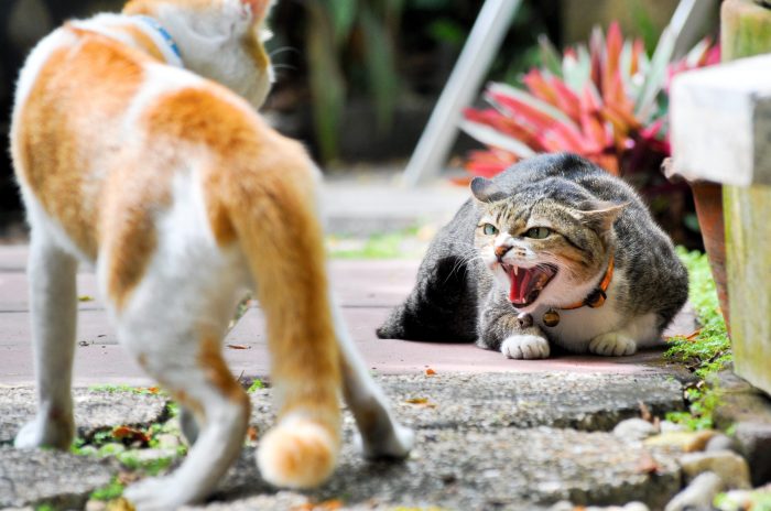 cat hissing at another cat outside