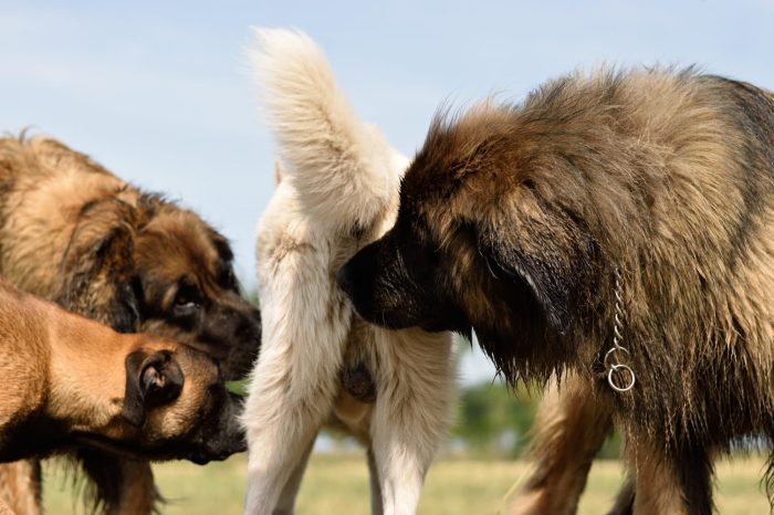 dogs sniffing each other's rear ends