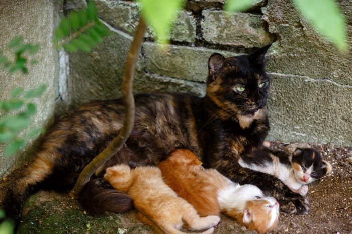 mother cat nursing her kittens in the shade