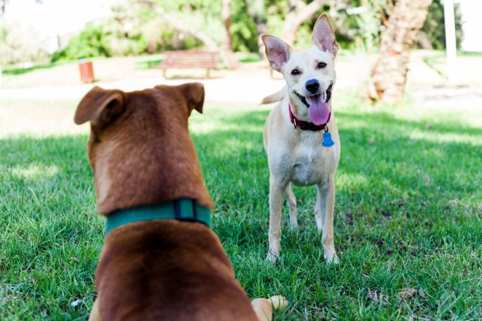 two dogs looking at each other happily